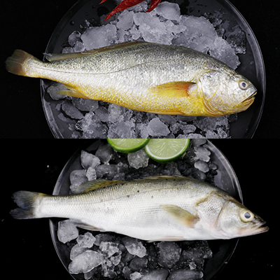 黄花鱼2+鲈鱼2条 套餐600-800克/条×4条
